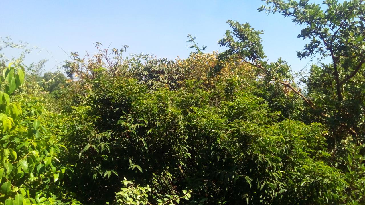 Hotel Tree Top マハバレシュワール エクステリア 写真